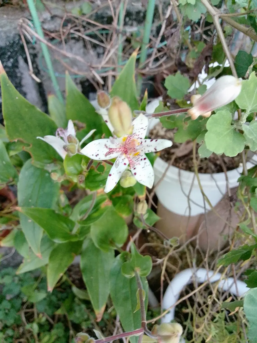 ホトトギス・シュウメイギク｜園芸日記byひきちゃん｜みんなの趣味の
