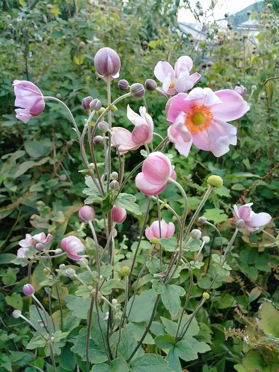 ホトトギス・シュウメイギク｜園芸日記byひきちゃん｜みんなの趣味の