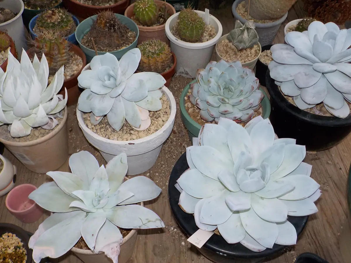 多肉の寄せ植え｜園芸日記byすてきなおじいちゃん｜みんなの趣味の園芸