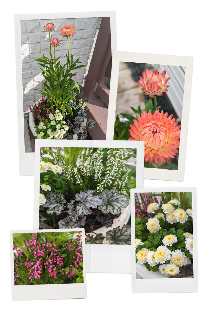 寄せ植え　花 ラペ2ページ 寄せ植えいろいろ😊｜園芸日記byみどりガーデン｜みんなの趣味の