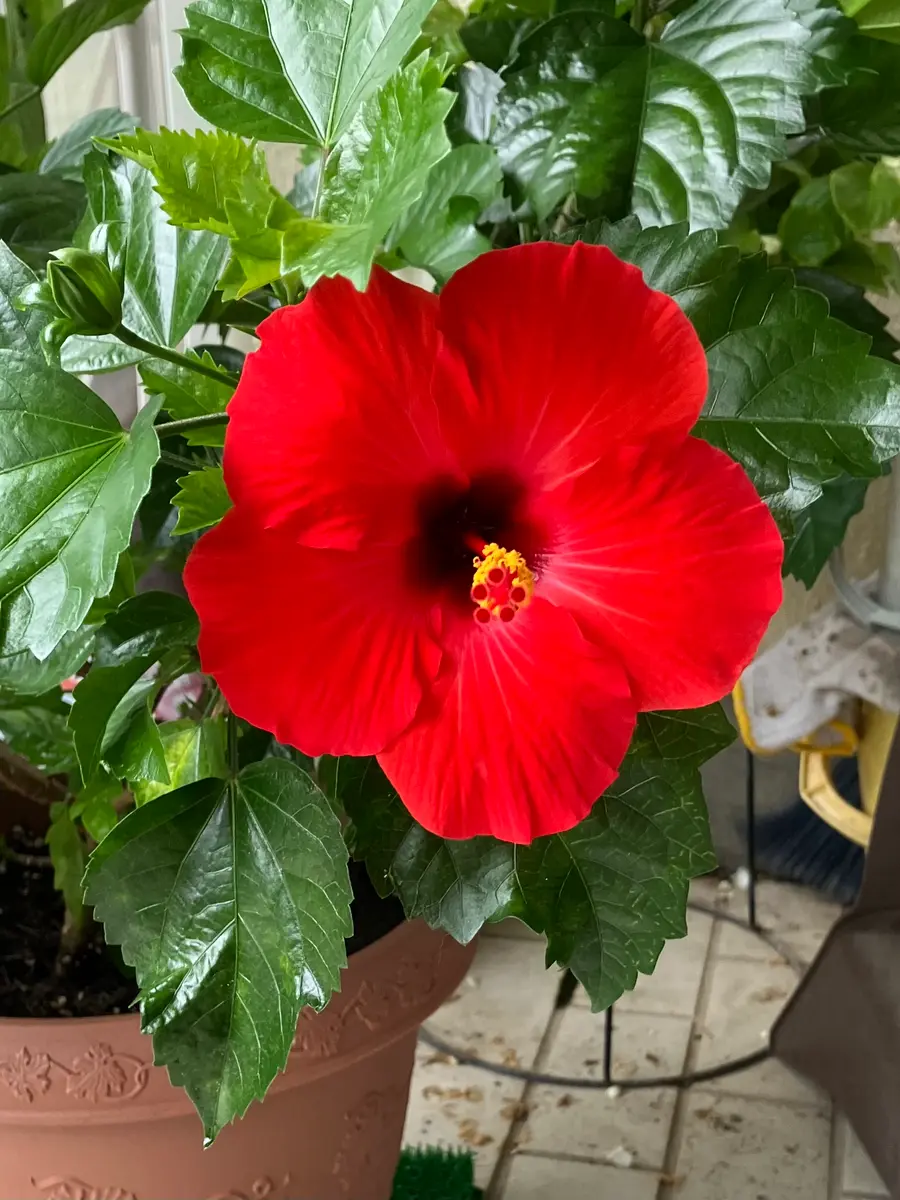 一本の木に一重と八重の花が咲くって⁉︎｜園芸日記byチーけんのママ