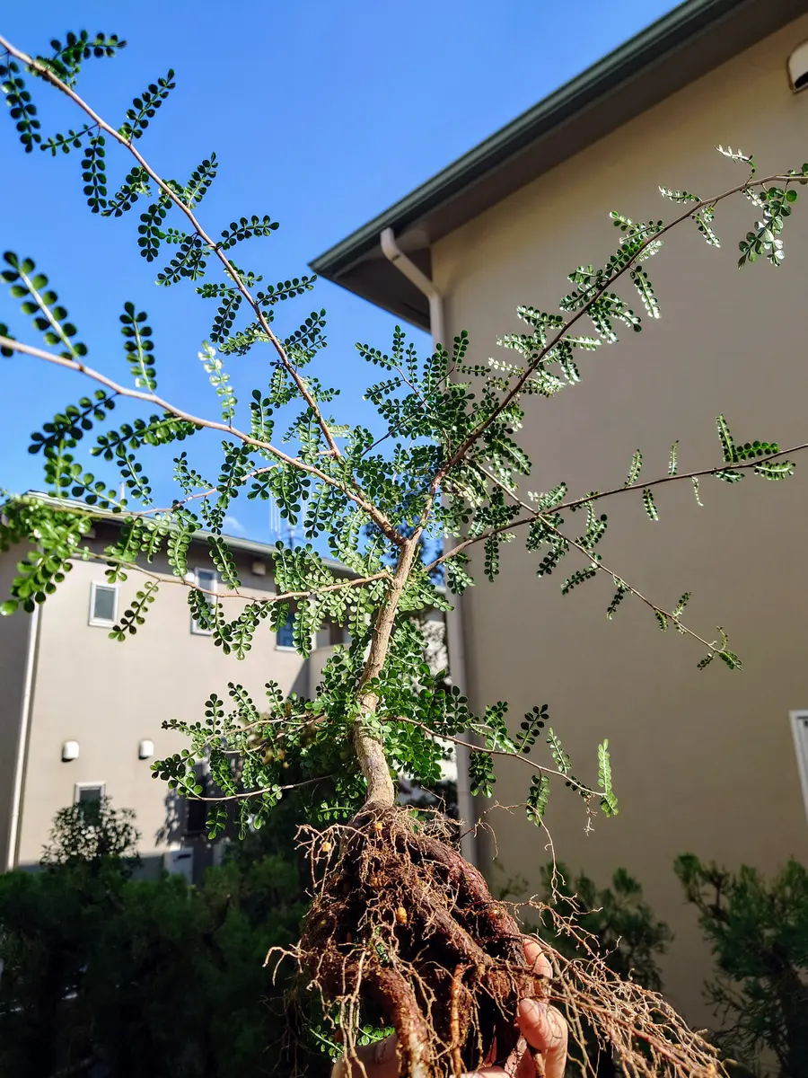 オペルクリカリア　デカリー現地球 オペルクリカリア・デカリー根差し 樹～5月18『オペルクリカリア