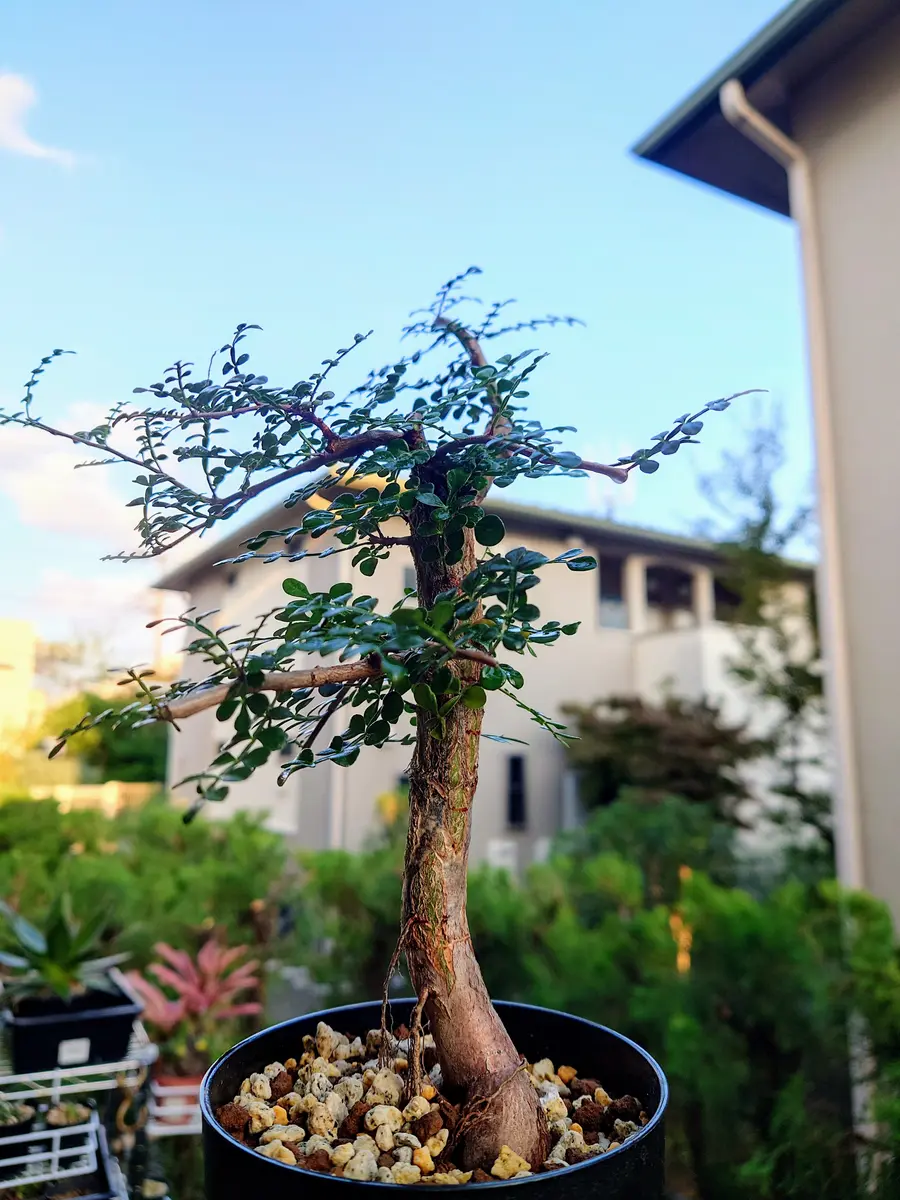 疑似地植えトロ舟からの大収穫祭！〜オペルクリカリア・デカリーさんの