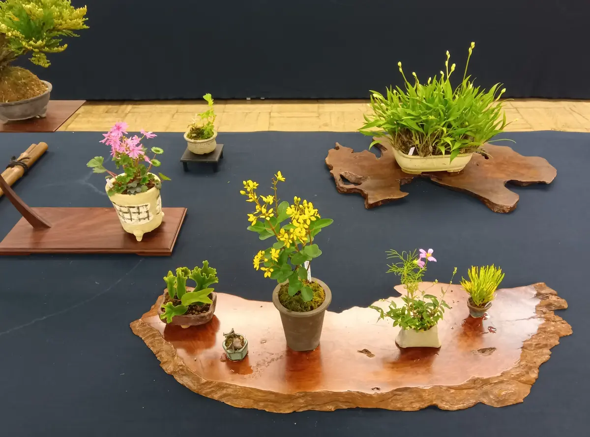 山野草が似合う逸品、信楽焼の風情ある花生（はないけ） 山野草に癒されて｜園芸日記byそんちん｜みんなの趣味の園芸｜1258773