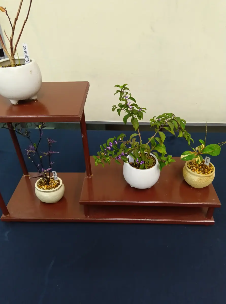 山野草に癒されて｜園芸日記byそんちん｜みんなの趣味の園芸｜1258773