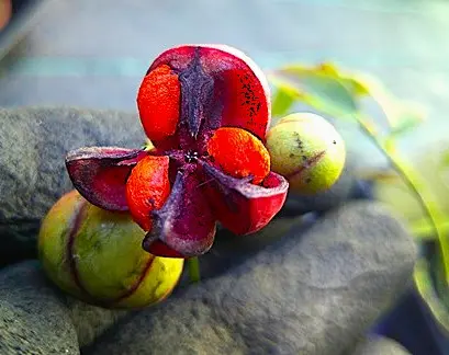 今年の『ツリバナマユミ』は多くの実が垂れてそうだ。」｜園芸日記