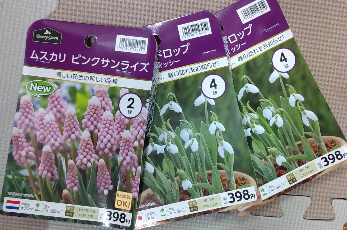 買いました～🌷✖3・スノードロップ、ムスカリ、10月13日｜園芸日記by
