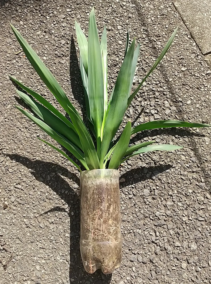 抜き苗】ユッカ グラウカ Yucca glauca 2024年1月11日撮影