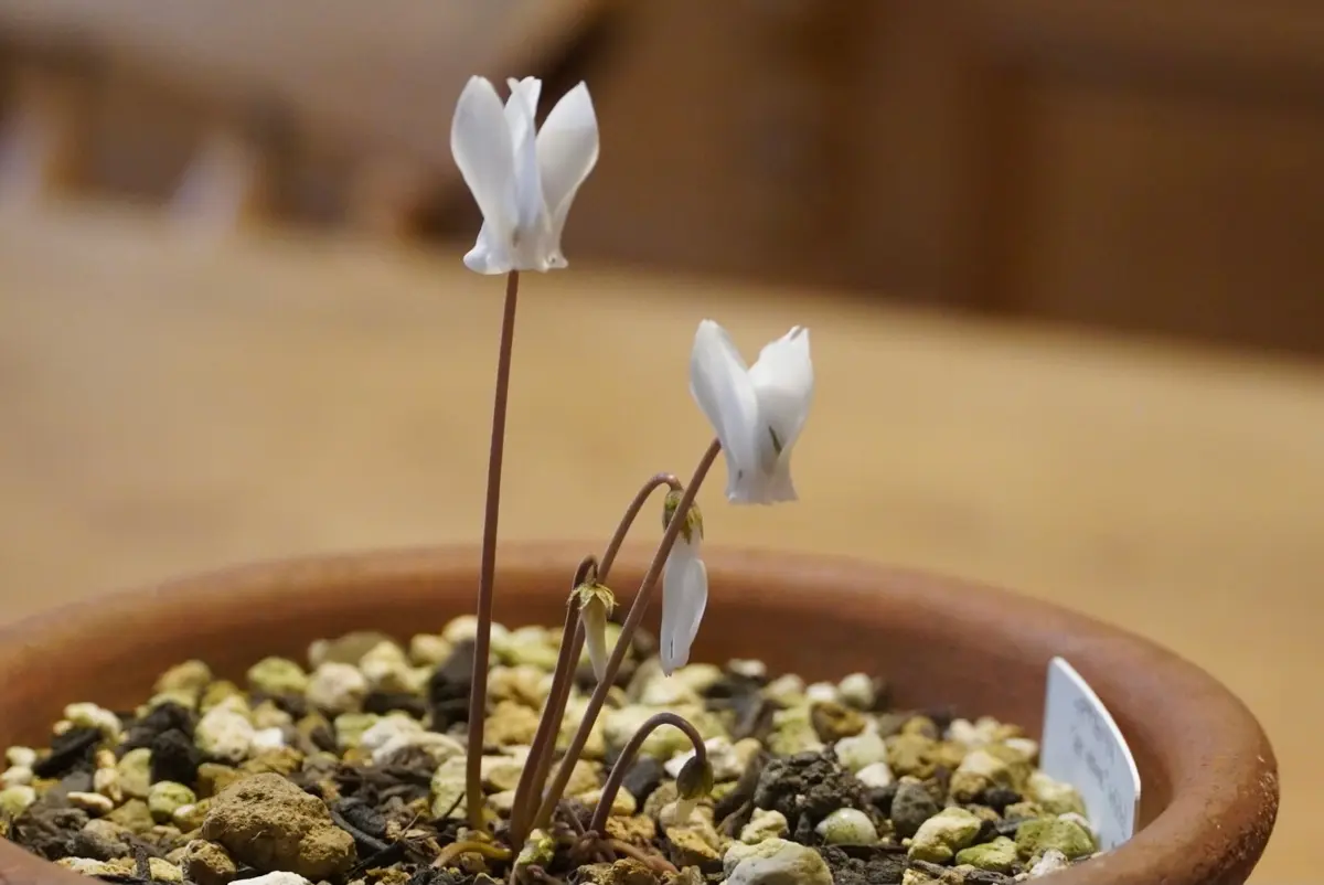 MINATO 原種シクラメン　ヘデリフォリウム　ヴェルデ MINATO様 専用 原種シクラメン ヘデリフォリウム ヴェルデ 原種