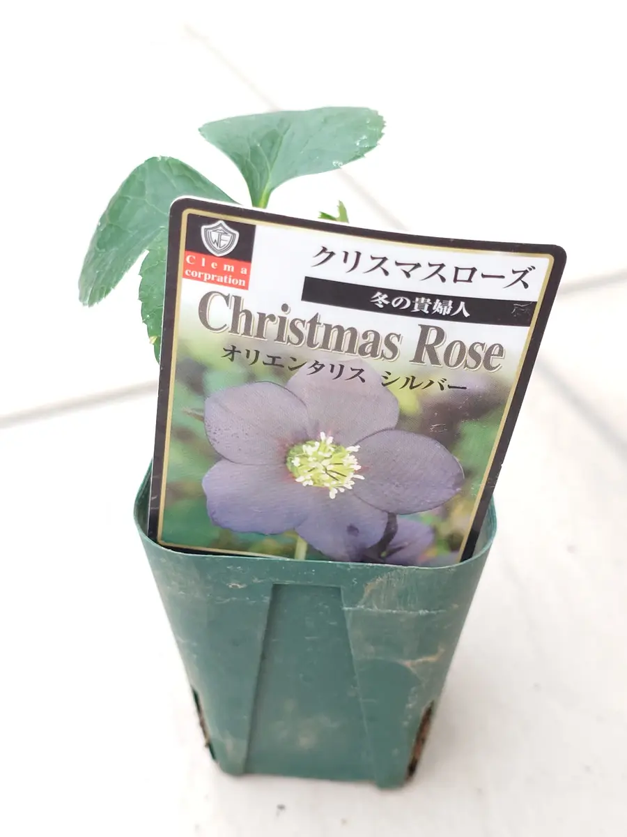 クリスマスローズを✊｜園芸日記byNash｜みんなの趣味の園芸