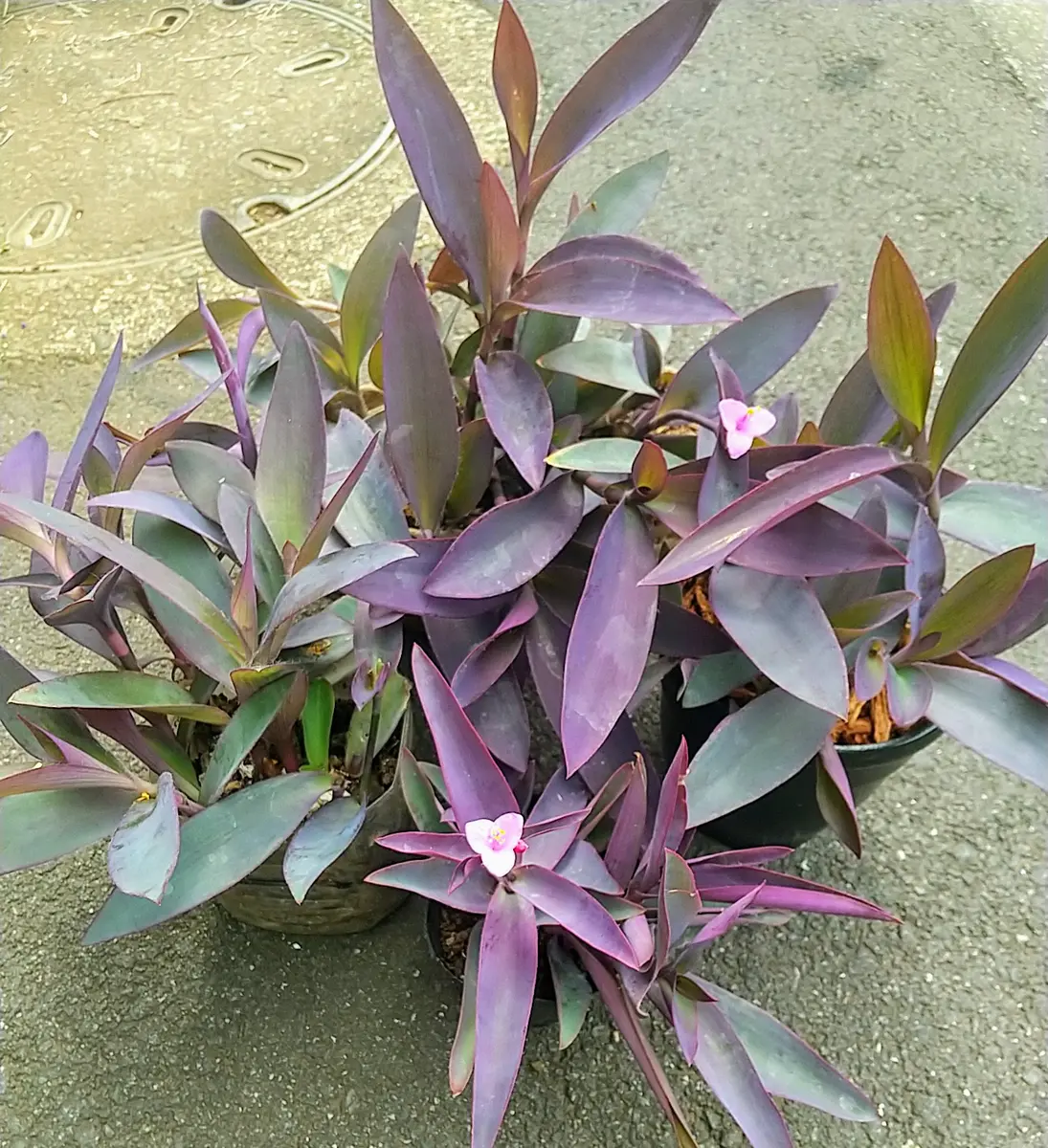 ムラサキゴテン（紫御殿）に花が咲きました｜園芸日記byTokio🌺Bloem