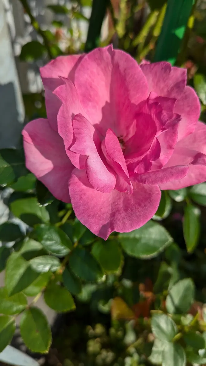 剪定してある薔薇を買えない私💦｜園芸日記byミサやん｜みんなの趣味の