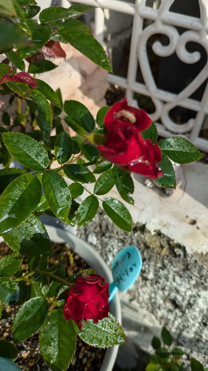 剪定してある薔薇を買えない私💦｜園芸日記byミサやん｜みんなの趣味の