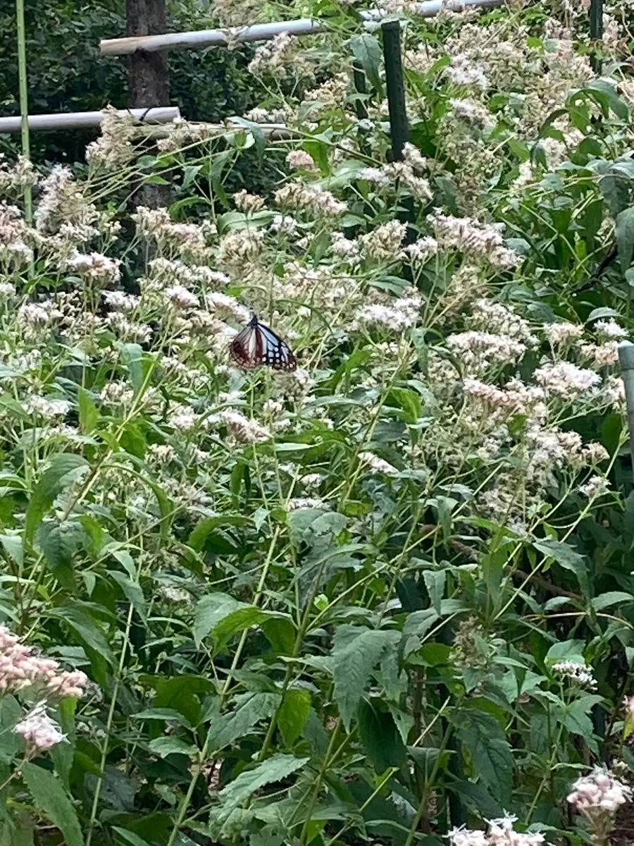 広島市植物公園｜園芸日記byえなばーば｜みんなの趣味の園芸