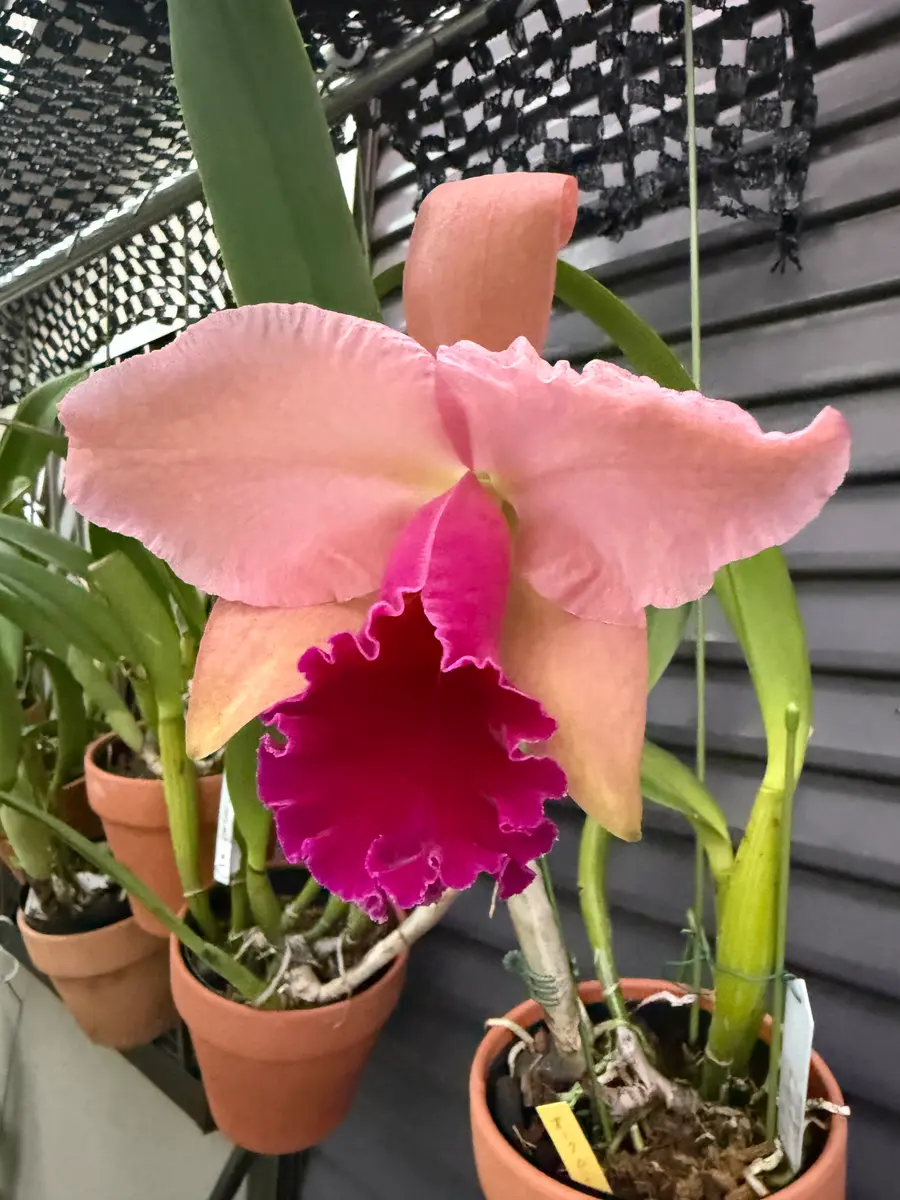 オレンジ色のカトレア｜園芸日記byカトレ｜みんなの趣味の園芸｜1260166