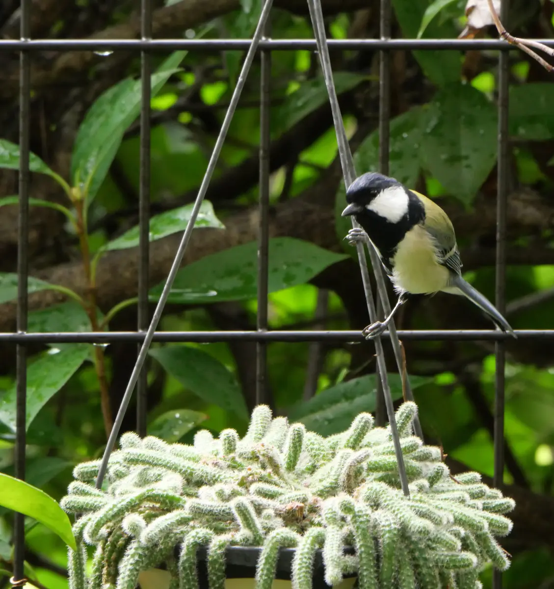 フウランがまた咲きました✨️｜園芸日記byおれんじぺこ｜みんなの趣味