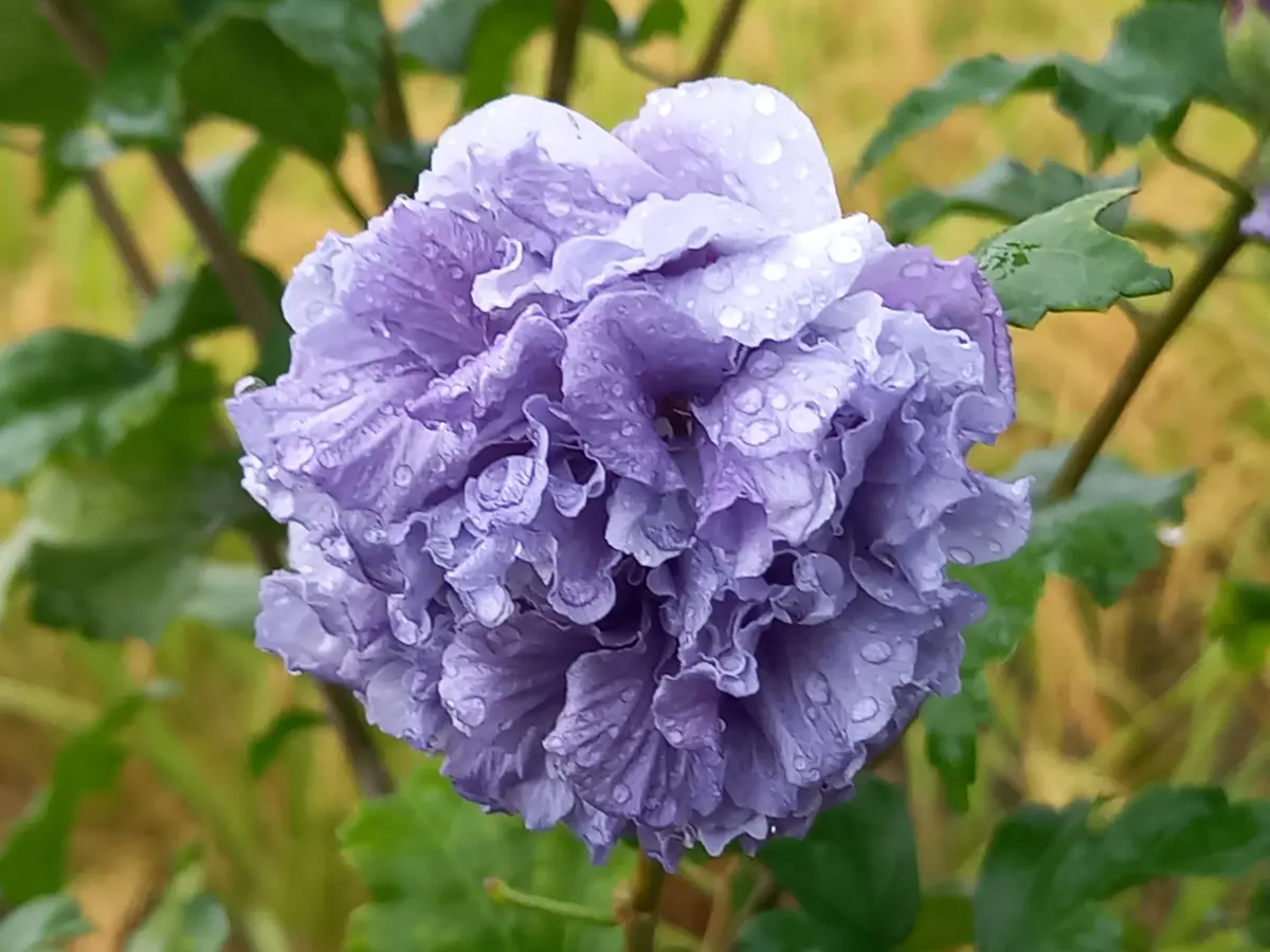 雨の中の紫玉｜園芸日記byこんちゃん｜みんなの趣味の園芸｜1260793