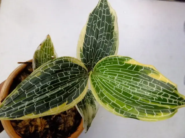 希少　アカンサセアエfrom Ecuador（maybe）／ジュエルオーキッド/ アカンサセアエsp from Ecuador （maybe）ジュエルオーキッド