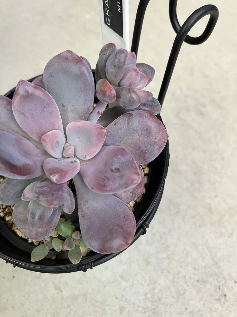 img_cache_d_1261009_1_17294027