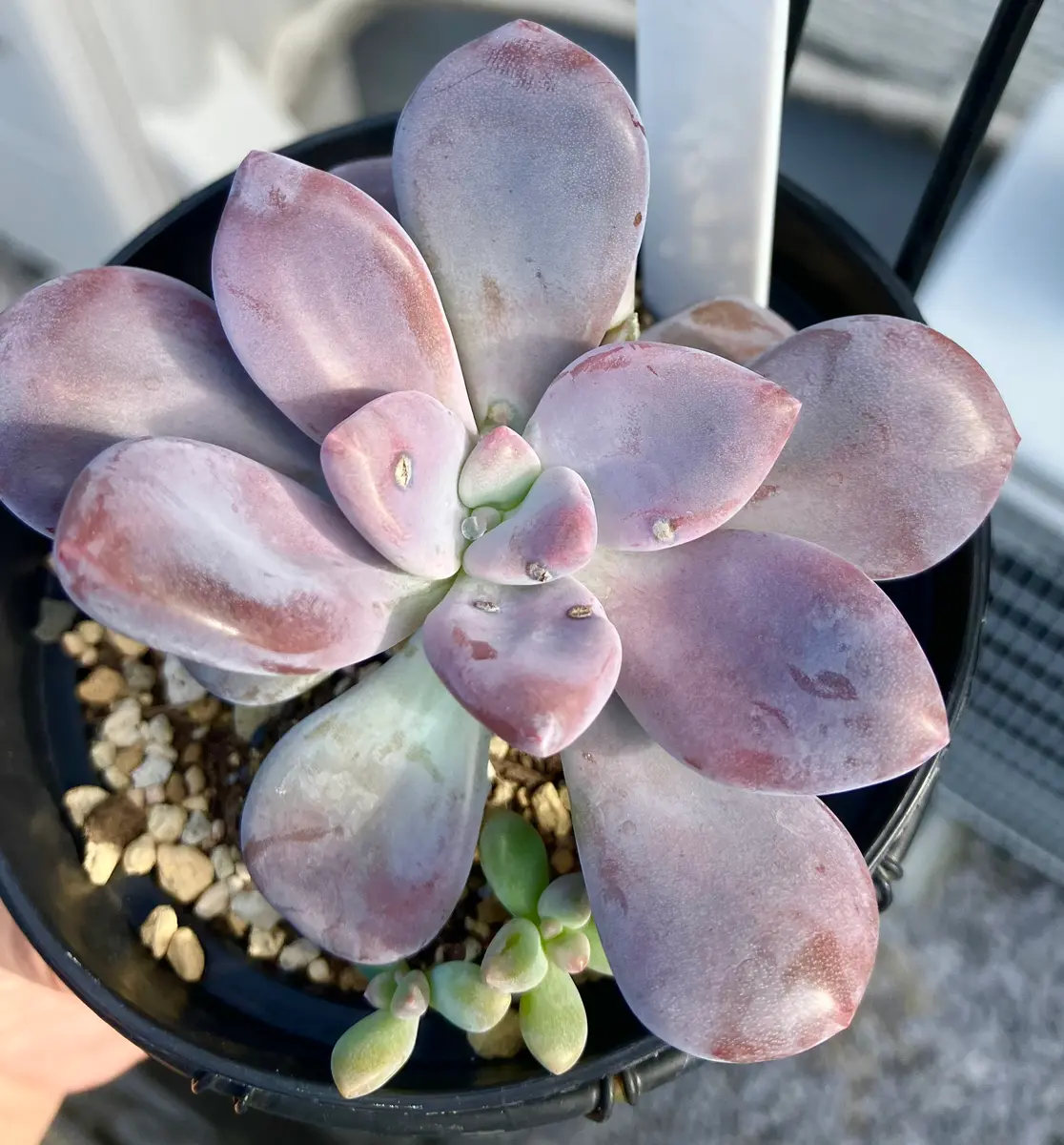 ほぼ全てが腐り落ちた今年の夏とグラプトベリアムラサキ｜園芸日記byえ