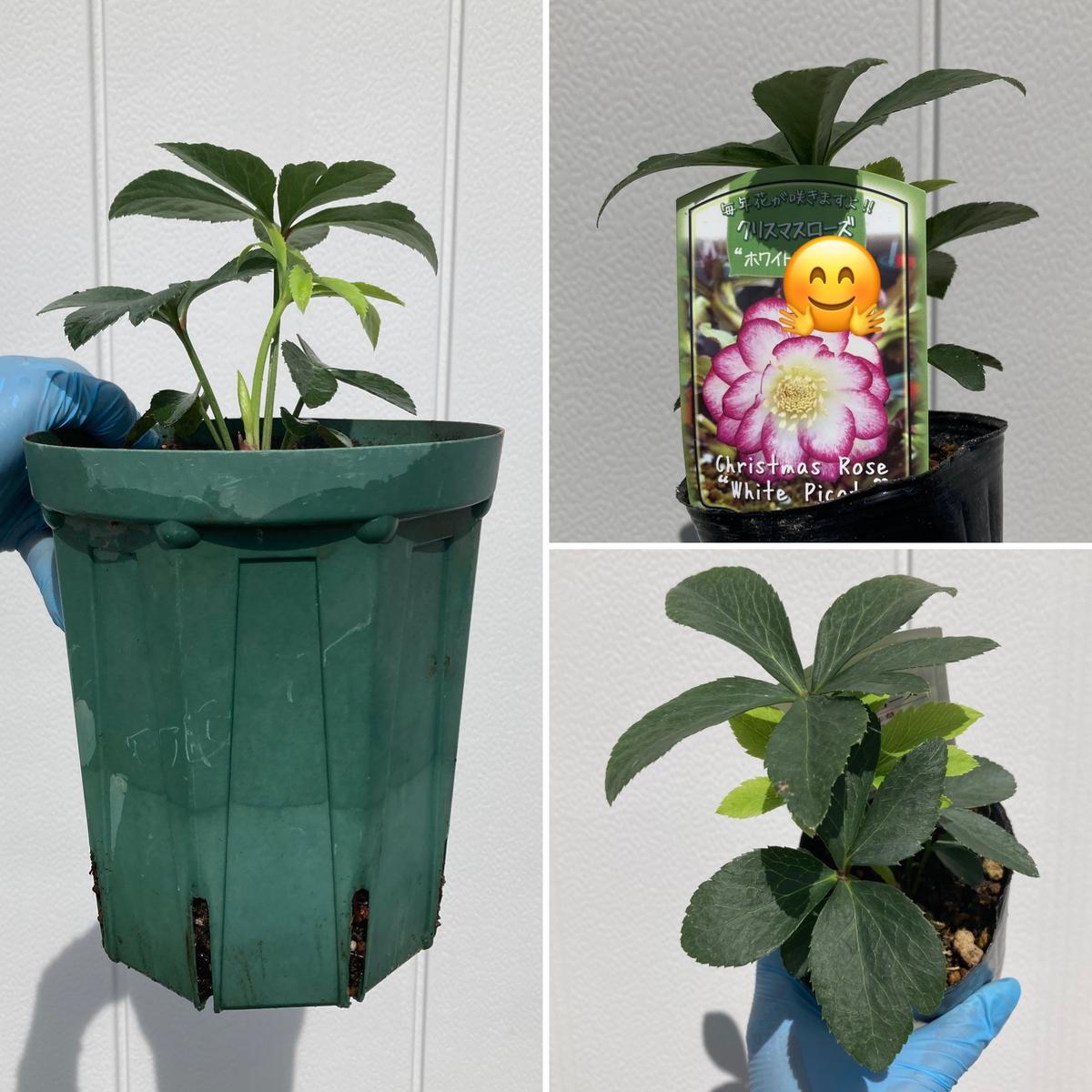 初めてのクリスマスローズ、最近鉢増しした植物の様子｜園芸日記 