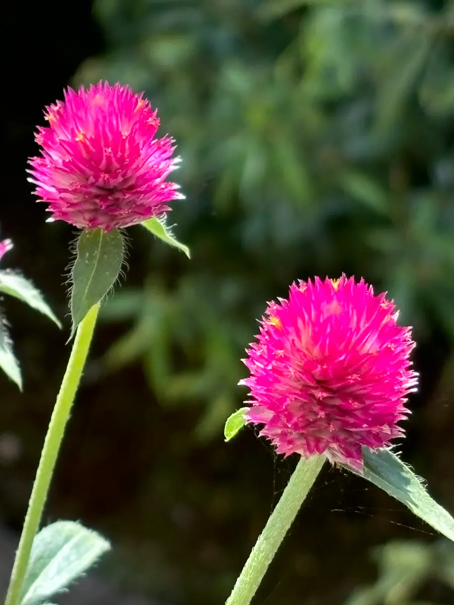 今年も庭にセンニチコウを植えています : この植物をお買い２