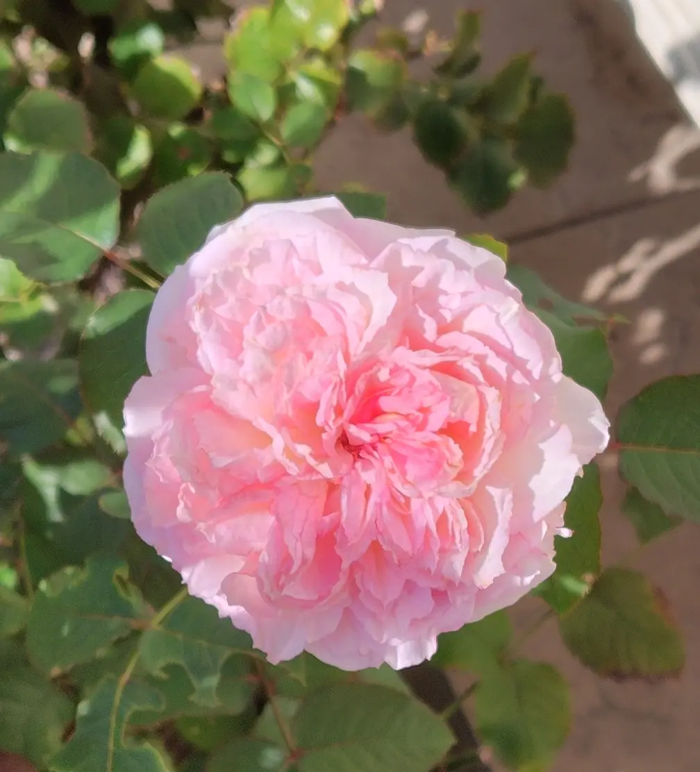 ロサオリエンティスTypeゼロのバラ2種｜園芸日記by葉っぱ会う日