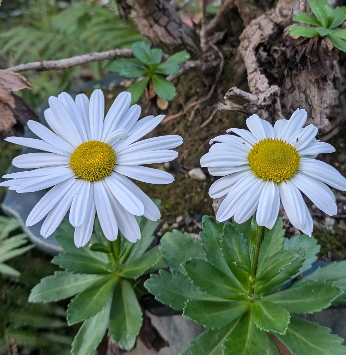 ハマギク（浜菊）の花〔写真1枚目〕-ドブたぬきの部屋さんの日記