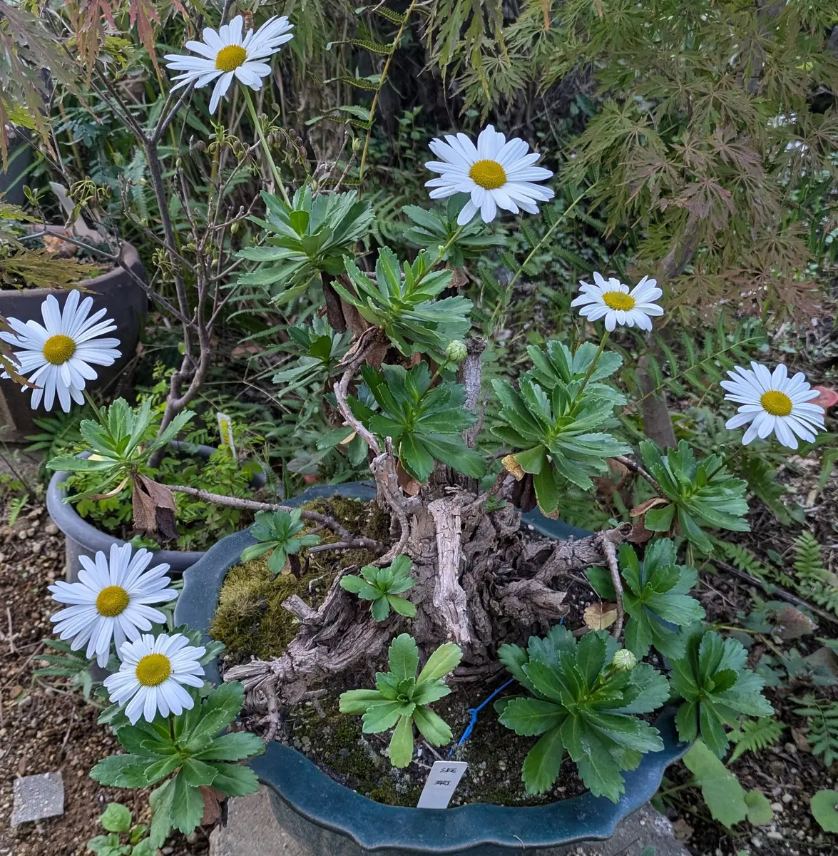 ハマギク（浜菊）の花〔写真2枚目〕-ドブたぬきの部屋さんの日記