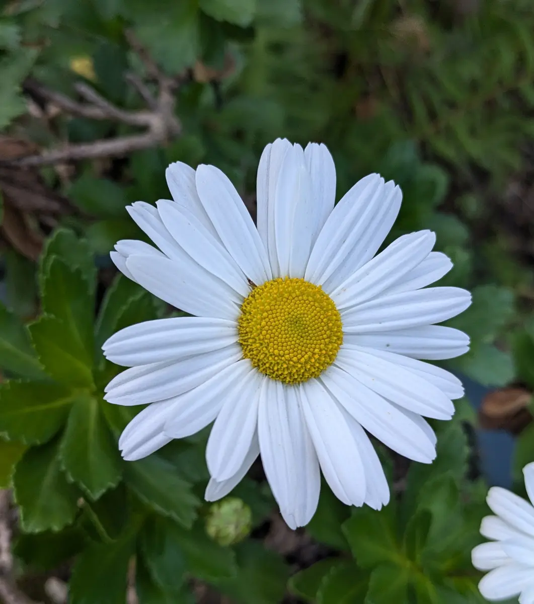 ハマギク（浜菊）の花｜園芸日記byドブたぬきの部屋｜みんなの趣味の