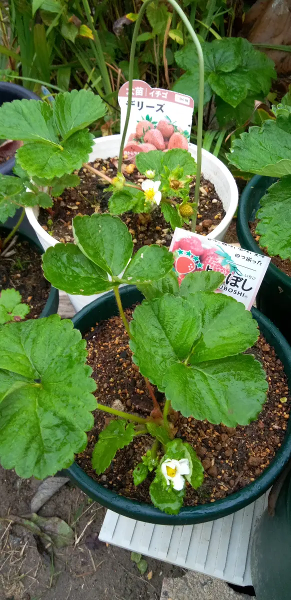 今朝の四季なりイチゴ🍓｜園芸日記byわんばあ｜みんなの趣味の園芸
