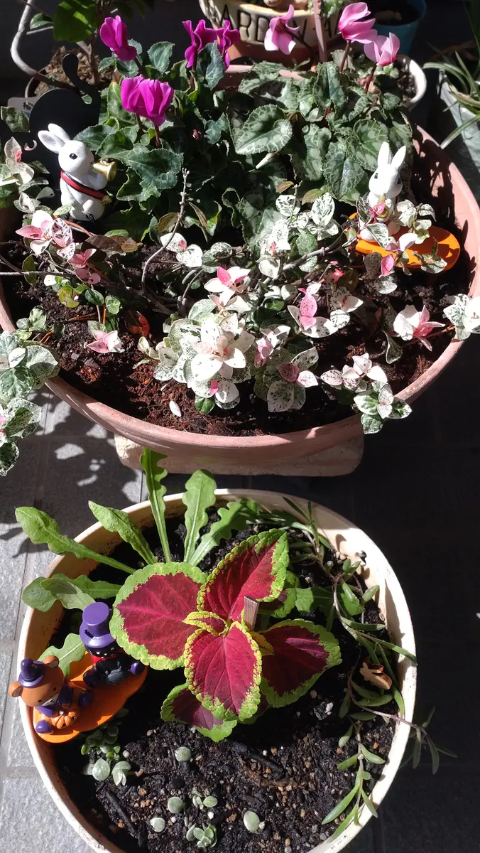 寄せ植え🔰シクラメン&ハツユキカズラ達｜園芸日記by