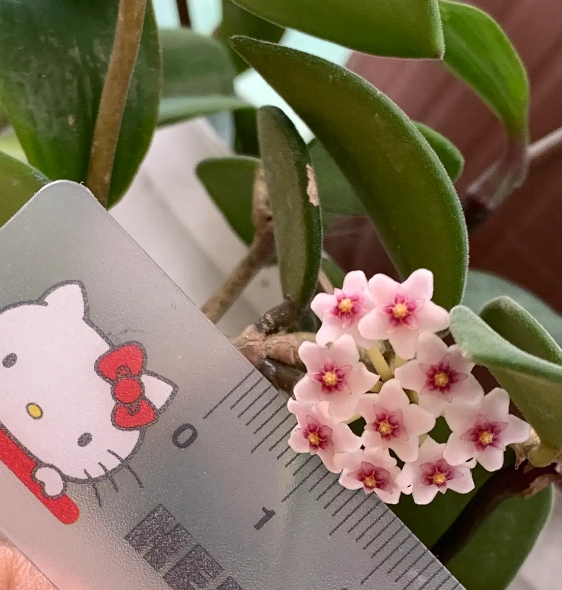 ホヤ ヌンムラリオイデス （ホヤ かりん）〔写真2枚目〕-もっとんさん