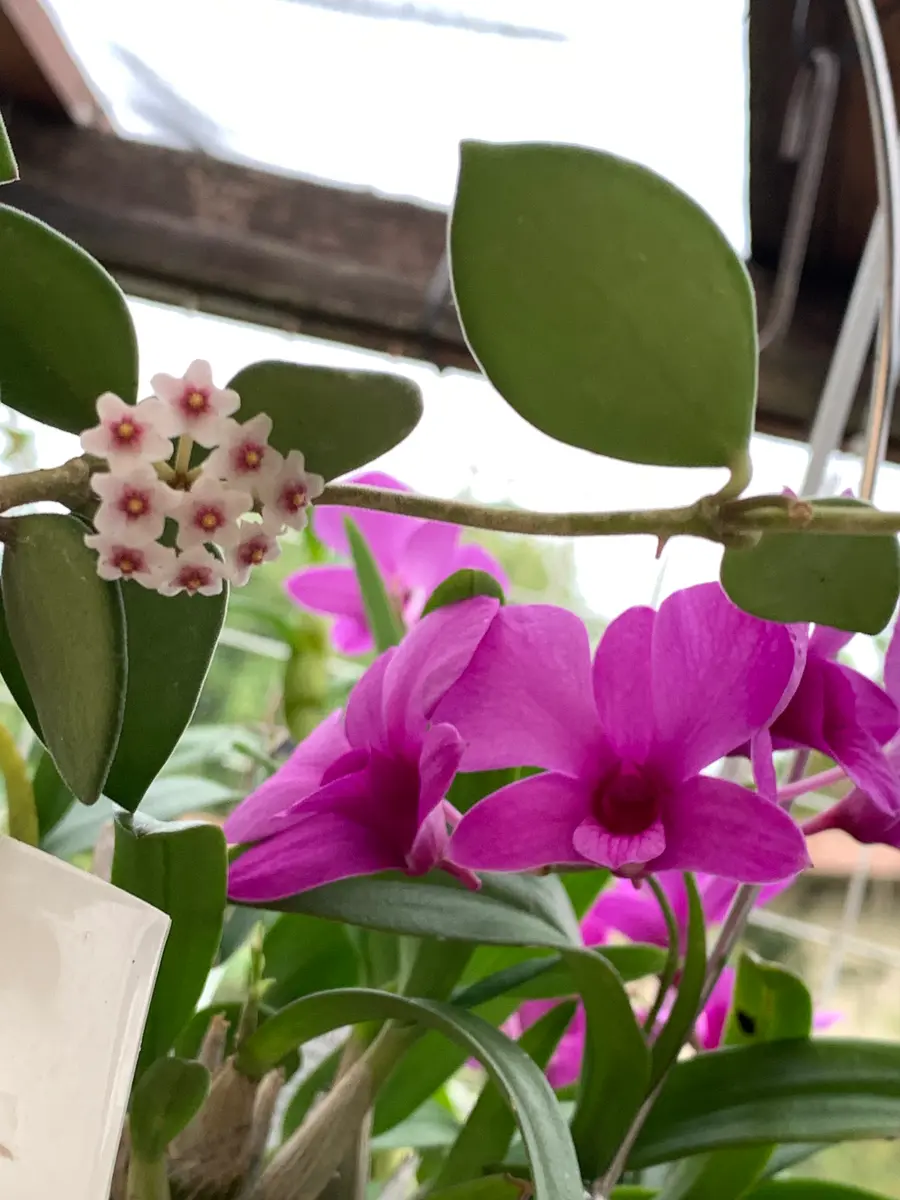 ホヤ ヌンムラリオイデス （ホヤ かりん）｜園芸日記byもっとん