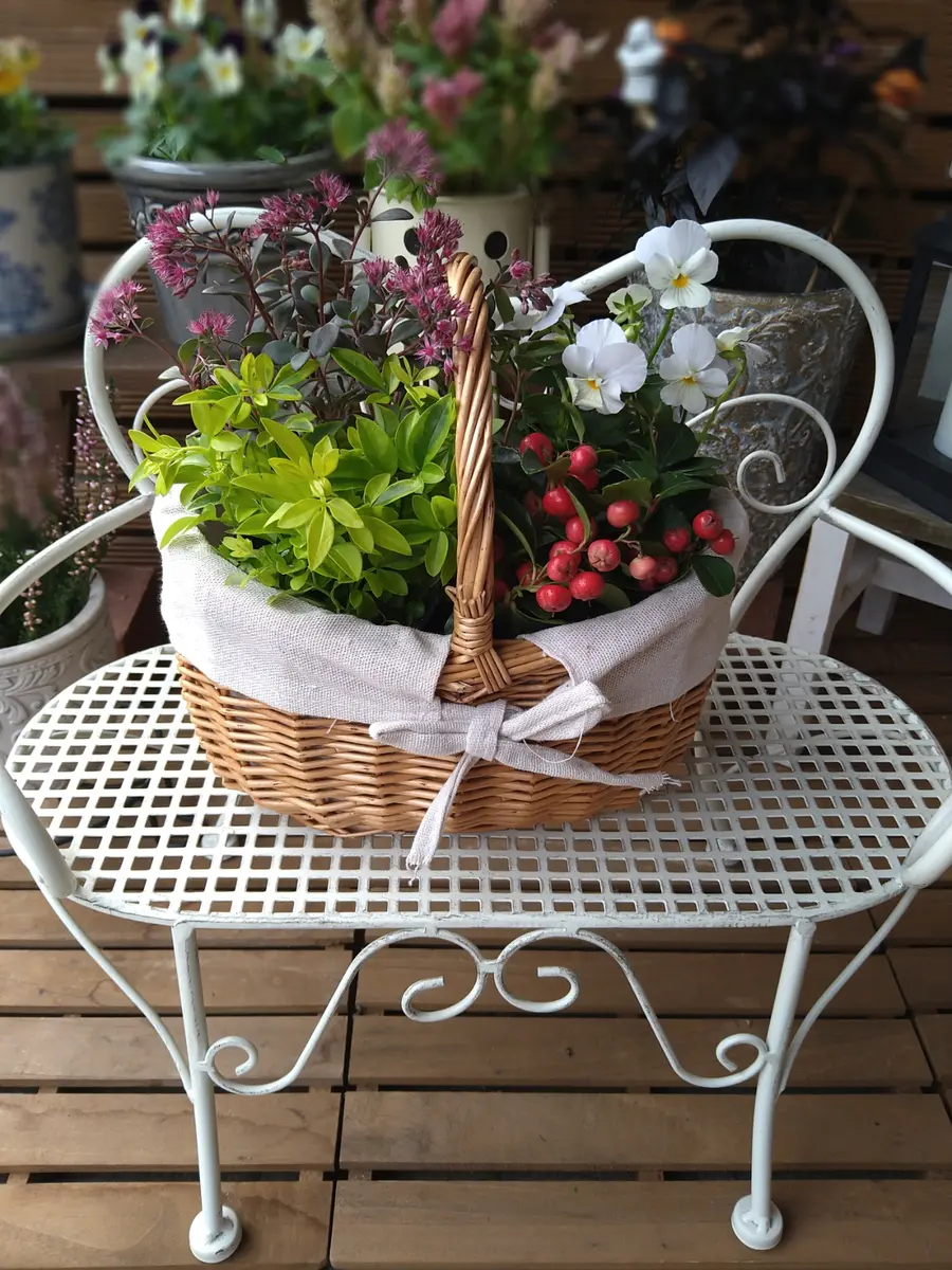 3種のビオラの寄せ植えリース ☆*:.｡. 幸せのwreath 「 grape