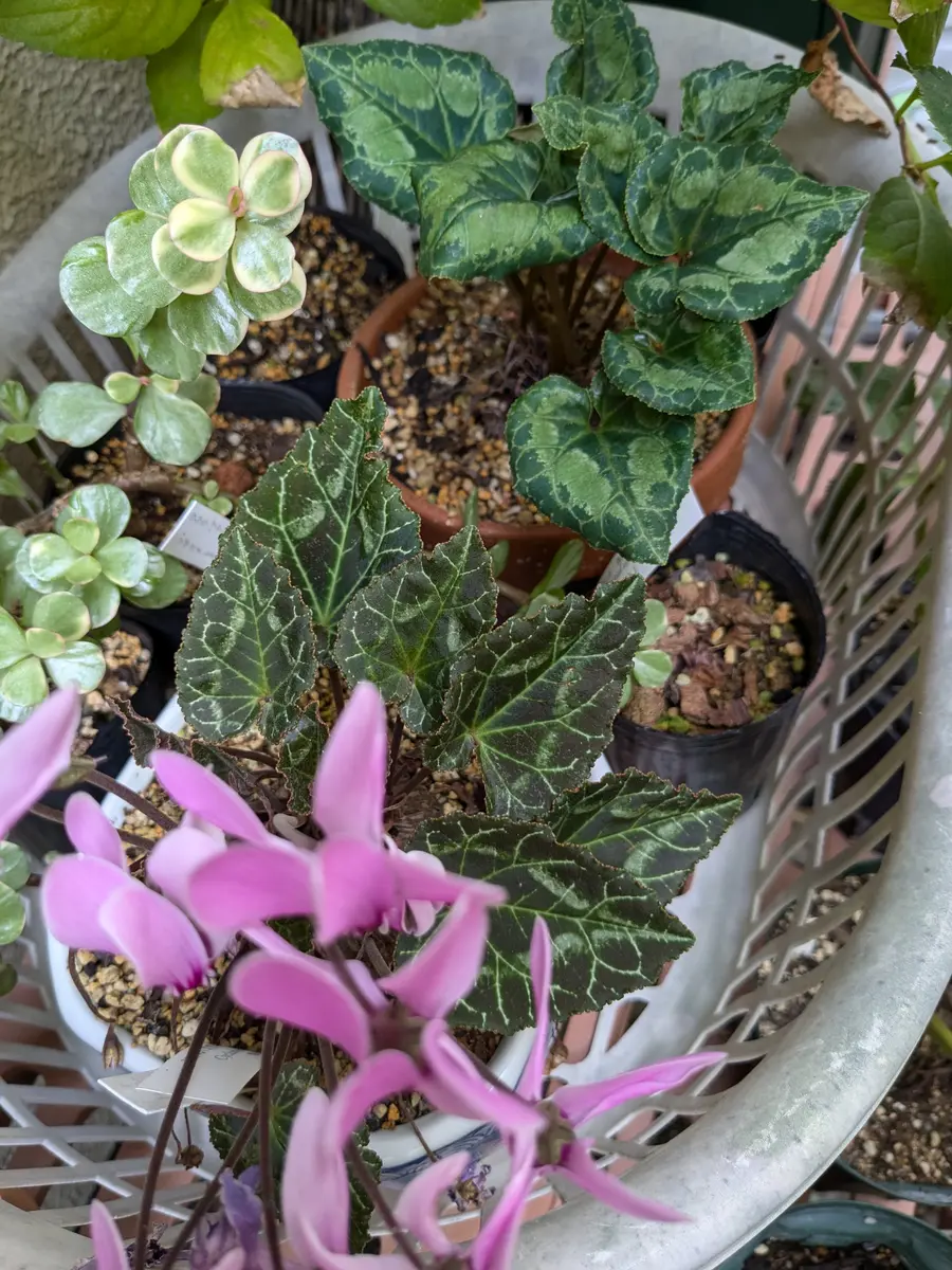 終わりのはずが🤭|園芸日記byももクリスマス|みんなの趣味の園芸|1263100