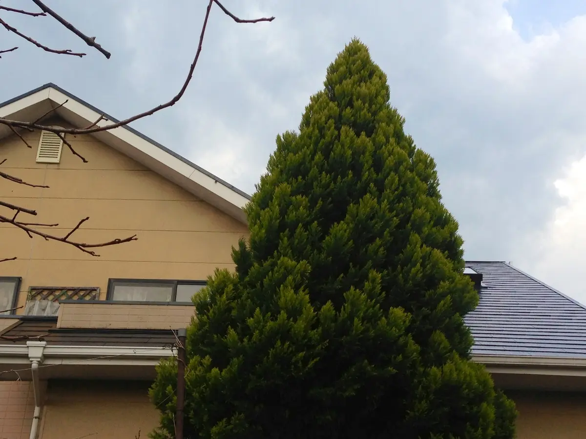 大きくなり過ぎたコニファー｜園芸日記byボリジ｜みんなの趣味の園芸
