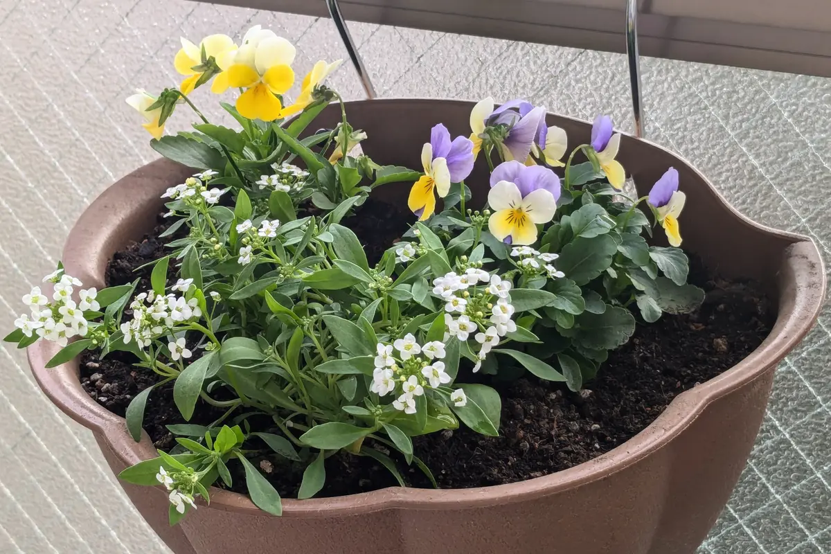 初めての寄せ植え✱ビオラ・スイートアリッサム｜園芸日記byピカレスク