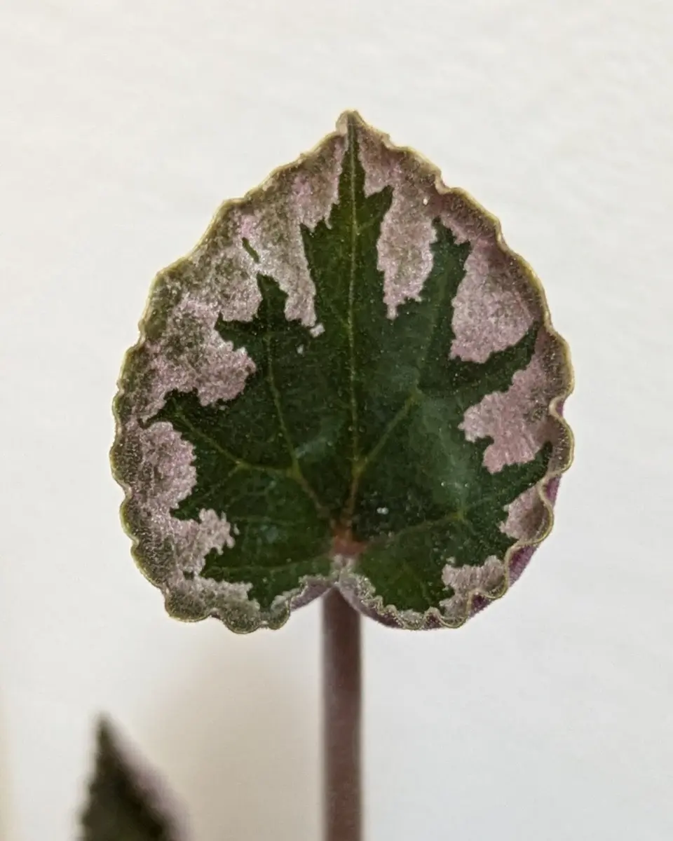 今年の葉っぱ可愛い💕｜園芸日記byぷぅ｜みんなの趣味の園芸｜1263173