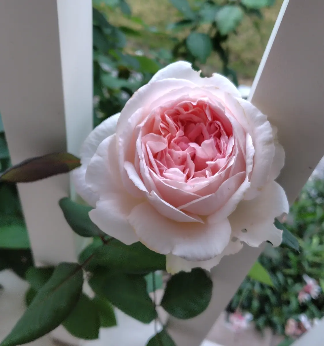 秋色のメルヘンツァウバー｜園芸日記by葉っぱ会う日｜みんなの趣味の