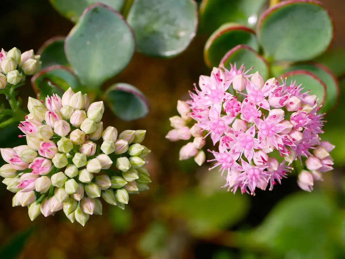 うちの山野草🌿❀🌿｜園芸日記byおれんじぺこ｜みんなの趣味の園芸