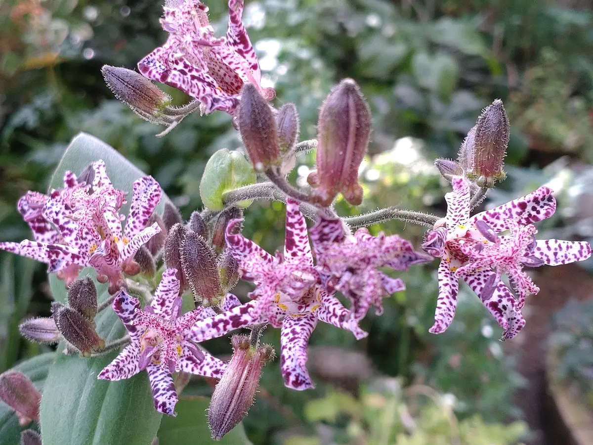うちの山野草🌿❀🌿｜園芸日記byおれんじぺこ｜みんなの趣味の園芸
