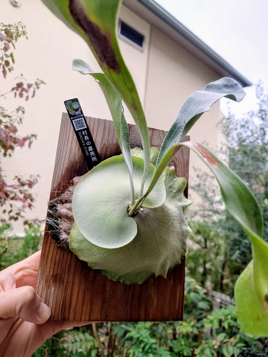 数量限定価格!! 少し斜めってしまっている、ビカクシダ・W5×diversifoliumさん ビカクシダ