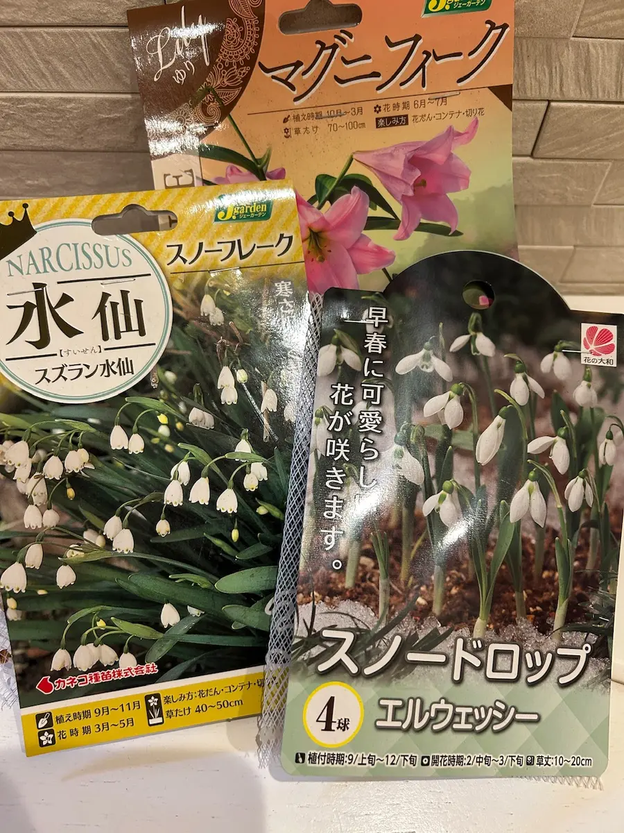 夏を引きずりつつ、冬の準備🍂|園芸日記bymisomama|みんなの 夏を引きずりつつ、冬の準備🍂|園芸日記bymisomama|みんなの