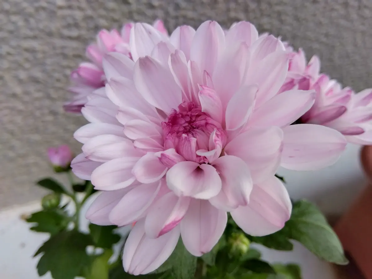 ぶたぶたさんさんの園芸日記-みんなの趣味の園芸