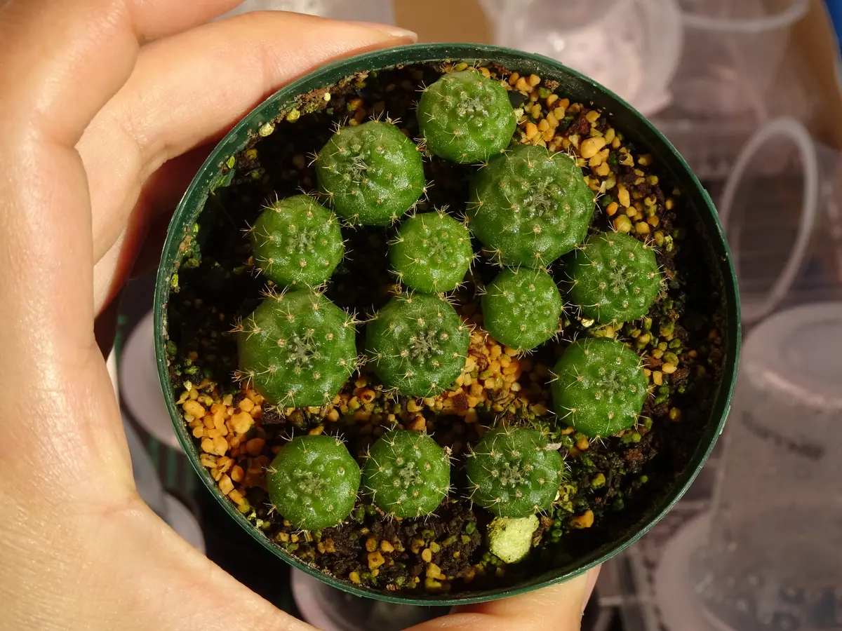 実生品種‼️花サボテン はにまる 貴重実生品種‼️新種花サボテン‼️No.6 カキコ一個 - メルカリ