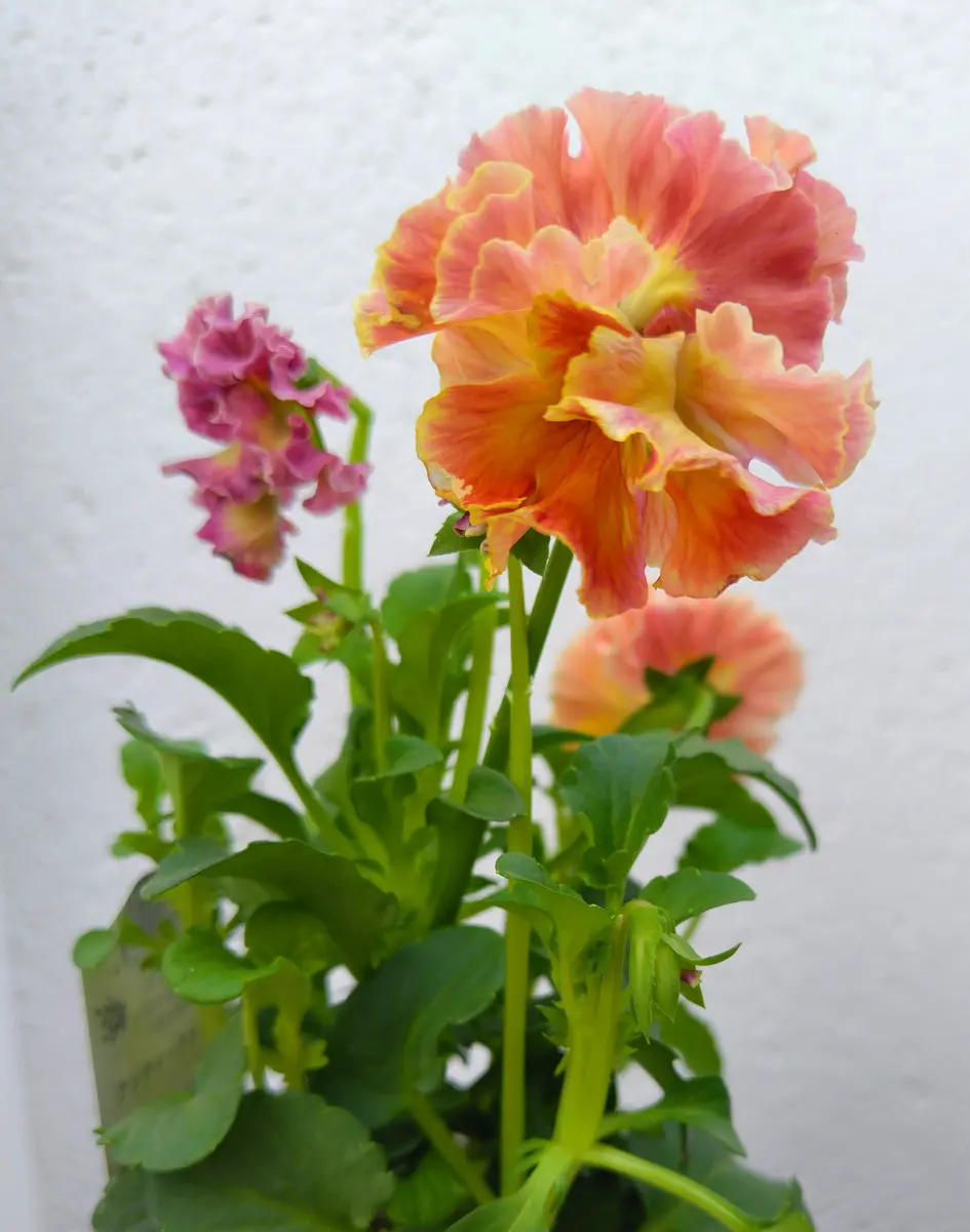 パンジーを購入🥀アンティークラッフル｜園芸日記byjictenko