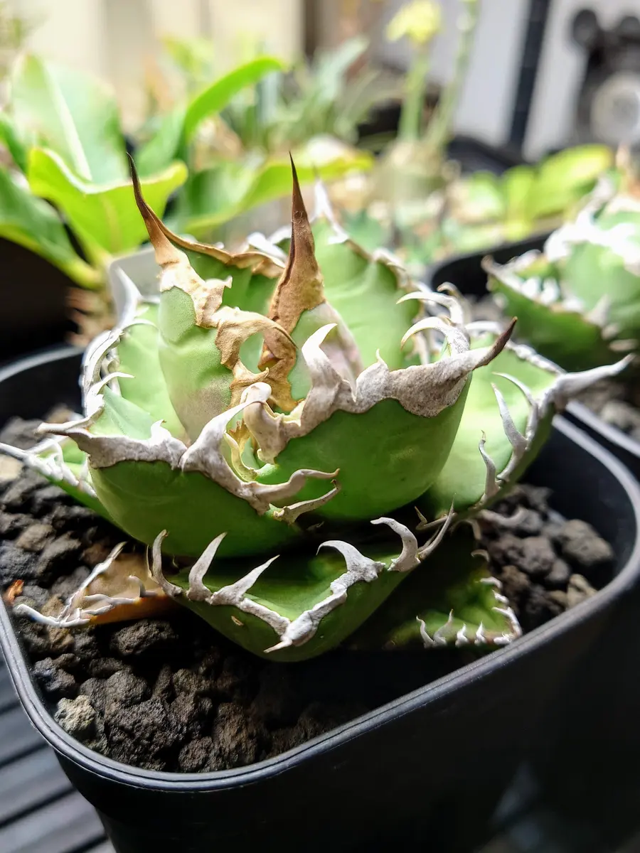 うちに来て1年が経った、アガベ・チタノタ・シーザーさん。｜園芸日記byPlantskafka｜みんなの趣味の園芸｜1264502