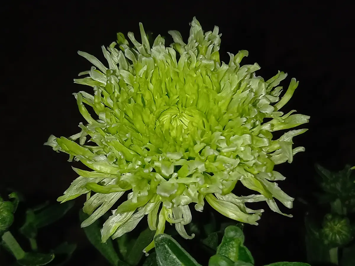 今朝の菊｜園芸日記byこんちゃん｜みんなの趣味の園芸｜1264674