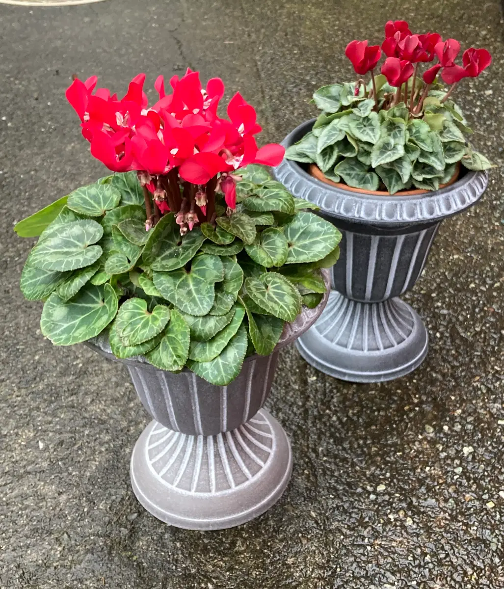 img_cache_d_1264765_1_17305024